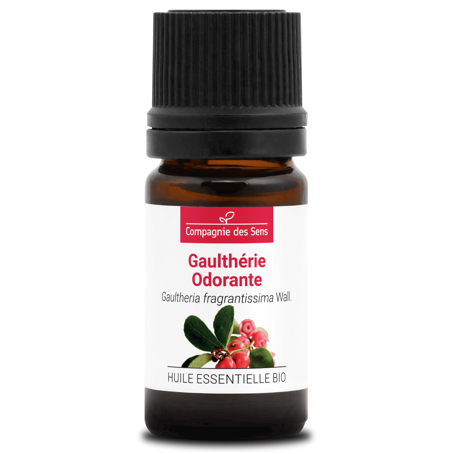 gaulthérie odorante